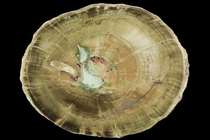 Triassic Petrified Wood (Woodworthia) Slab - Zimbabwe #102659
